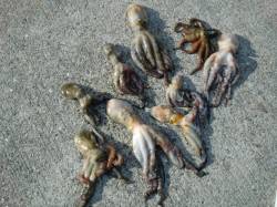 【タコが熱い!?】南芦屋浜リアルタイム