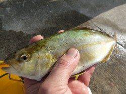 神戸空港でシオなど