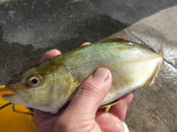  神戸空港でシオなど