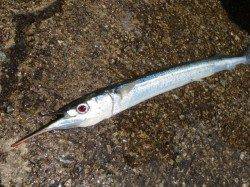 和歌山でもサヨリが来た！【３日】田ノ浦RT