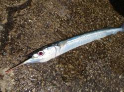 和歌山でもサヨリが来た！【３日】田ノ浦RT…