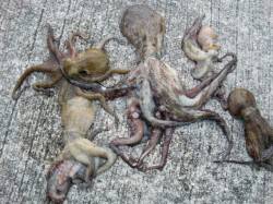 【昨日より良い感じ!!】南芦屋浜リアルタイ…