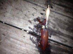 イカはいかが？