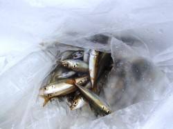  なぎさ公園でアジ♪　泉大津RT6日あさ