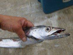 朝の空港のタチウオやツバス!