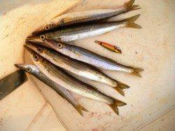 【大津側尻】カマスゲーム楽しめるのはココ！