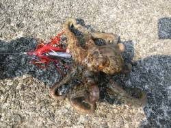 雑賀崎で“タコ”カワハギが成長中です♪