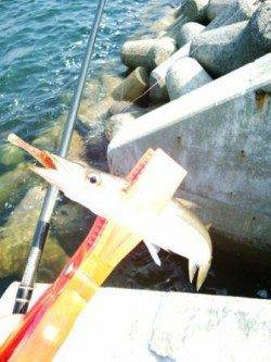 貝塚人工島でカマシング～♪