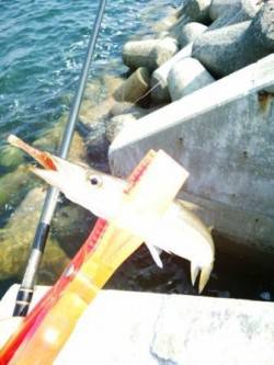  貝塚人工島でカマシング～♪