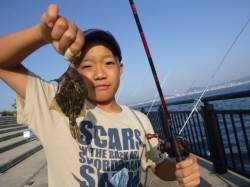 神戸空港　タチウオ情報もあります