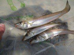 紀ノ川河口・青岸で涼しい夜のウキ釣り♪