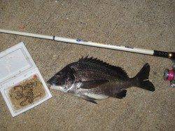 紀ノ川河口・青岸で涼しい夜のウキ釣り♪