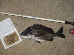 紀ノ川河口・青岸で涼しい夜のウキ釣り♪