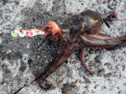 網干浜北東面　早朝のオクトパッシングでマダコ7匹☆