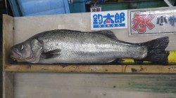 南部川の河口でヒラスズキ！