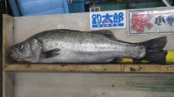 南部川の河口でヒラスズキ！