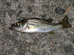 泉大津☆夜釣りが暑くなって来ましたよ