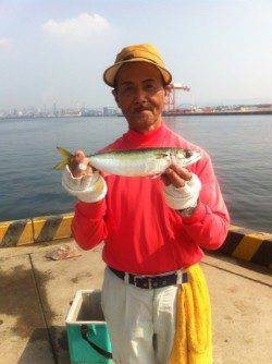 水軒鉄鋼団地もサビキ好釣！大鯖も！15日ＲＴ