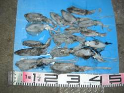 和田防情報　まとめて入りました 