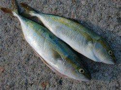 【青物キタァ～】南芦屋浜リアルタイム