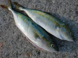 【青物キタァ～】南芦屋浜リアルタイム