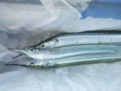 【サヨリ釣れてマス】アジュール舞子ＲＴ