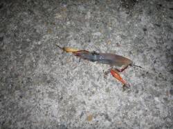 大蔵海岸のケンサキイカがオススメ・神戸ハー…