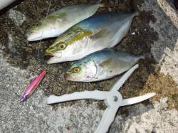 【岸和田一文字】ライトショアジギングでツバ…