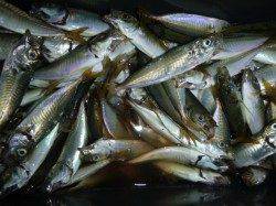 夜の兵突サビキ釣りいい感じ!