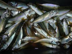  夜の兵突サビキ釣りいい感じ！