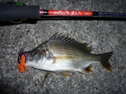 芦屋浜　チヌ好調継続♪夜釣りがいいね！