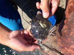 兵突でカワハギもタコ！