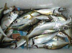 夜の兵突色々釣れてます！