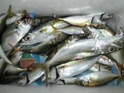 夜の兵突色々釣れてます！