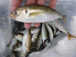 兵庫突堤　アジ１７ｃｍアップ