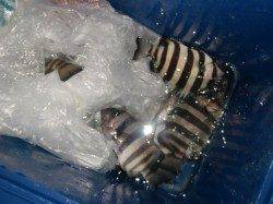 【意外??に釣れてます】南芦屋浜リアルタイム