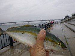 空港　ツバス３１ｃｍとタチウオ