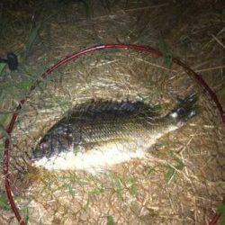 夜の忠岡貯木場 北水門で短時間勝負!!