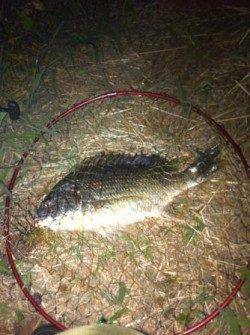 夜の忠岡貯木場 北水門で短時間勝負!!