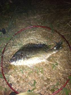 夜の忠岡貯木場　北水門で短時間勝負！！ 