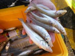 朝の兵突ツバスもキスもタチウオも！ 