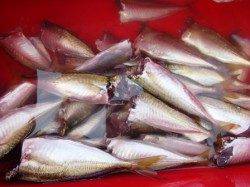 ☆豆アジとキKISS☆泉大津　朝RT　７日