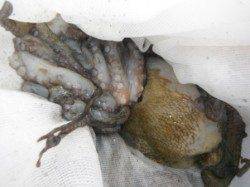 タコ釣るならムコイチだ！武庫川より