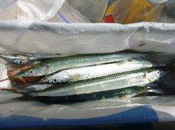 【アジ・サヨリがＧｏｏｄ】アジュール舞子ＲＴ