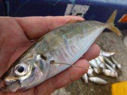 小野浜　少しよい型のマアジ