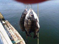 ダンゴでチヌ連発♪　泉大津RT　8日ひる