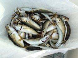 【ナブラ打ちで青物ゲット！】南芦屋浜