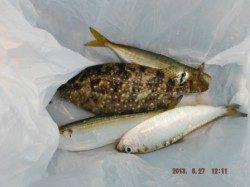 【チヌ復活の兆し！バリコも釣れ出した～♪】