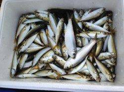 アジ絶好調！エビでアコウも！南芦屋浜