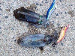 アオリイカ爆釣の予感！？in忠岡